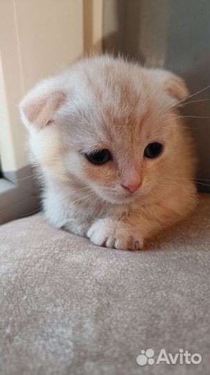 Британская короткошерстная кошка