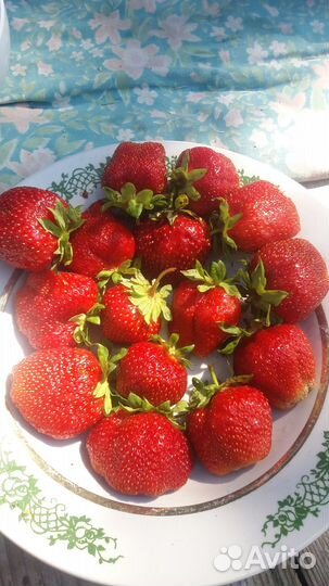 Рассада клубники