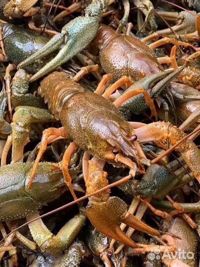 Раки живые в наличии