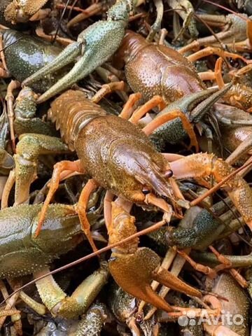 Раки живые в наличии