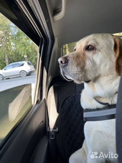 Лабрадор в добрые руки