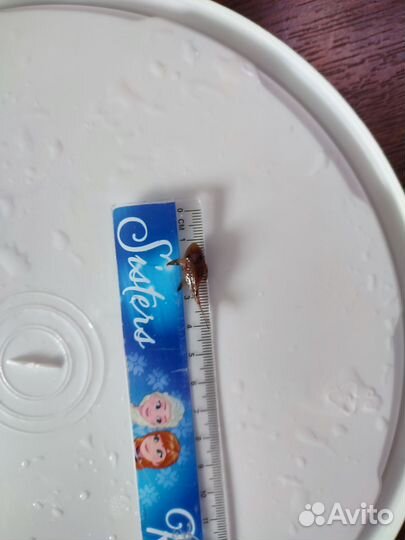 Аквариум с тумбой и номерными сомами