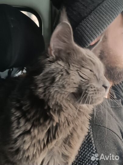 Мейн Кун кот