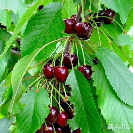 Черешня, вишня саженцы