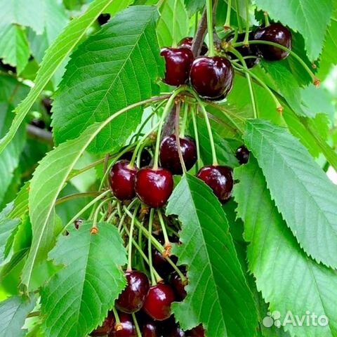 Черешня, вишня саженцы
