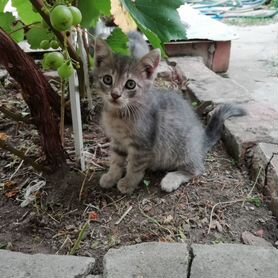 Кошки в добрые руки бесплатно