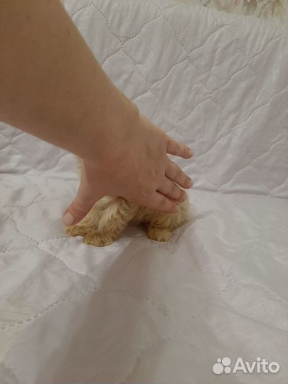 Мальтипу от чемп. excellent