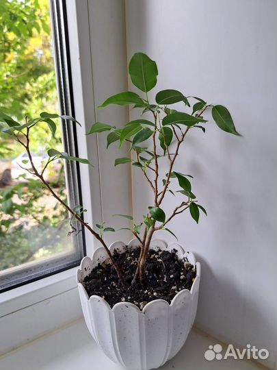 Фикус наташа