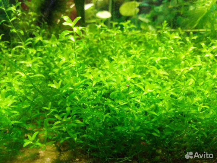 Аквариумные растения