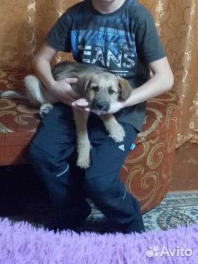 Собака в добрые руки отдам бесплатно