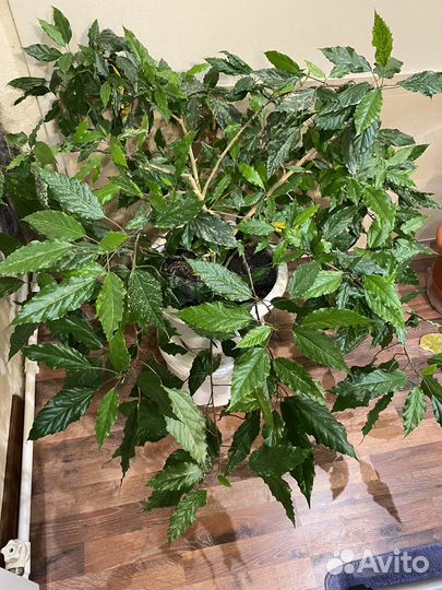 Гибискус розовый