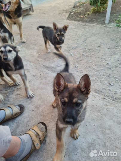 Отдам щенят только в добрые руки. Кушают все