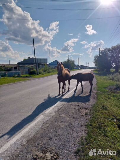 Сельское хозяйство