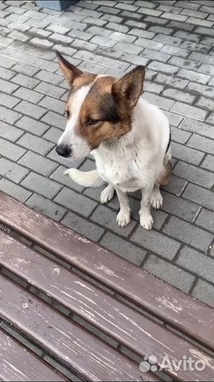 Собака брошенная у ТЦ