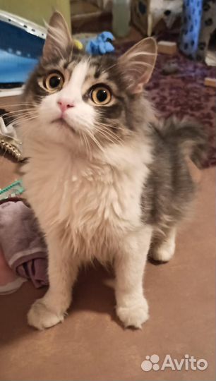 Кошки