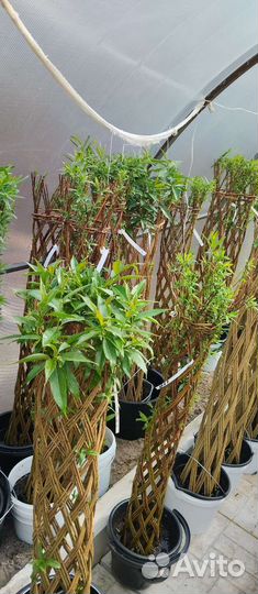 Плетеные деревья из ивы