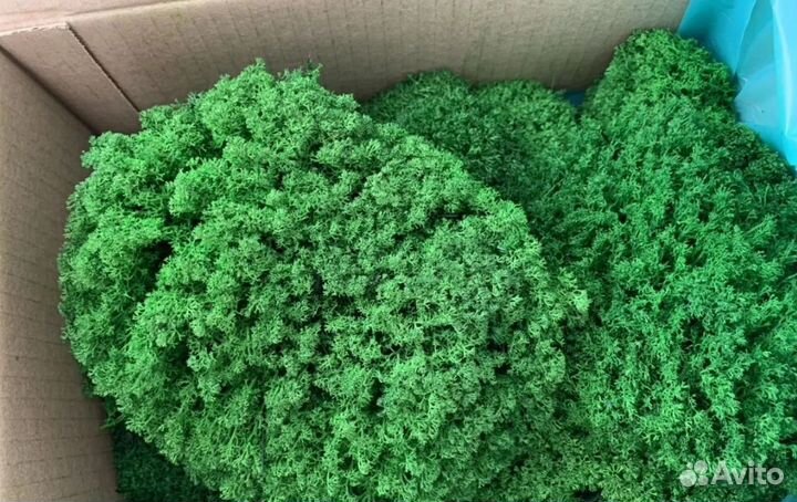 Мох для декорирования помещений опт и розница