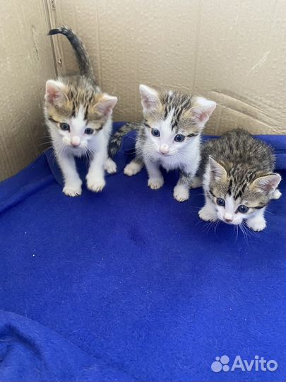 Котята