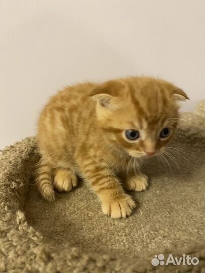 Вислоухие котята