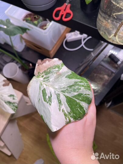 Монстера альба