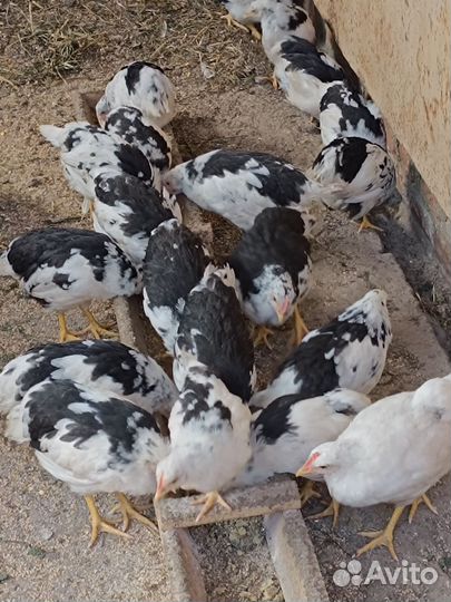 Куры несушки молодые