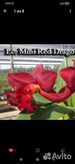 Орхидея катлея