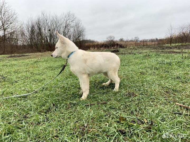 Швейцарская овчарка