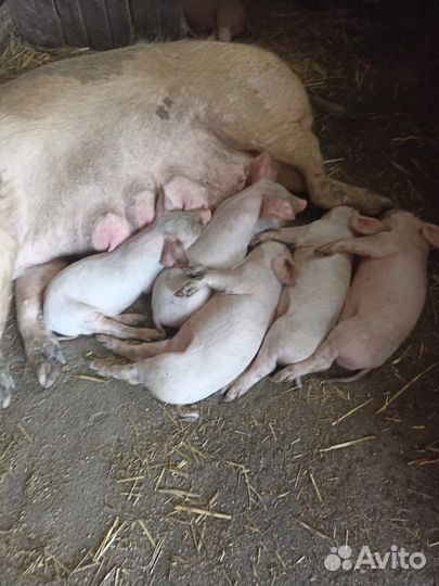 Поросята ландрас дюрок