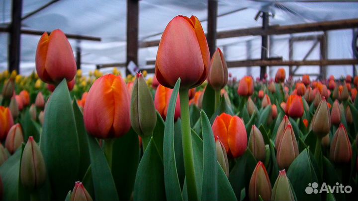 Тюльпаны
