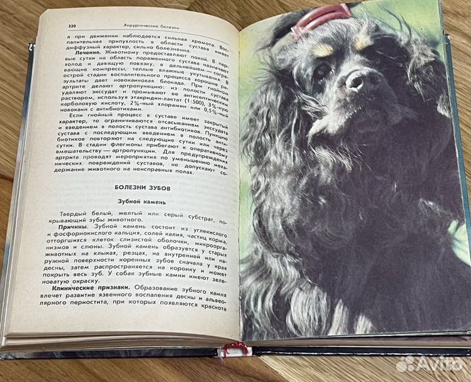 Ваши домашние четвероногие друзья