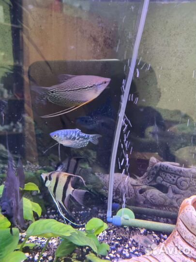 Аквариумные рыбки