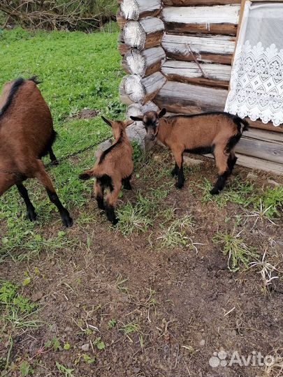 Чешская короткошёрстная