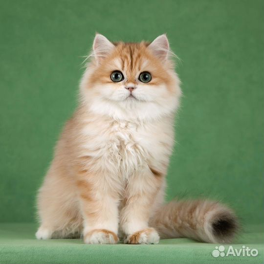 Британские длинношёрстные шиншиллы