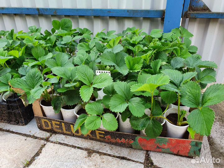 Клубника Московская