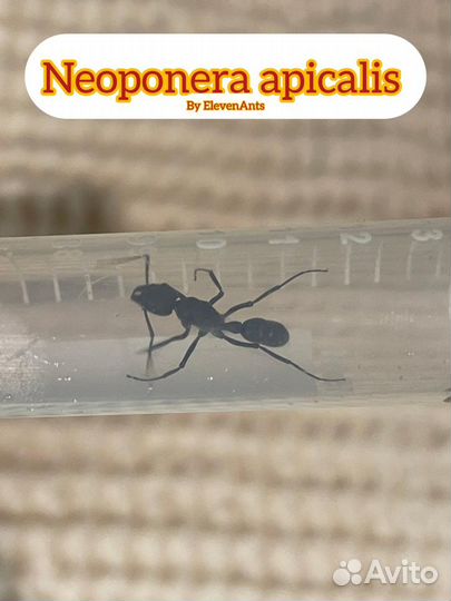 Муравьи Neoponera apicalis