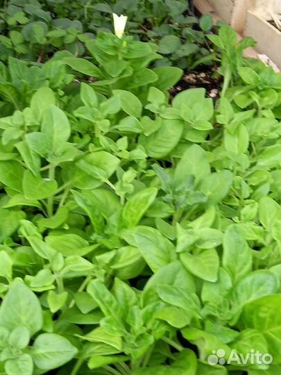 Рассада овощная и цветочная лучших сортов