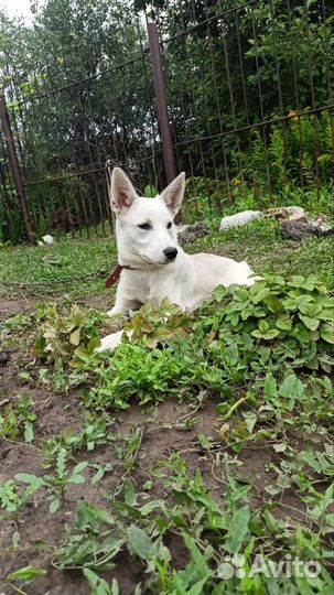 Щенок мальчик