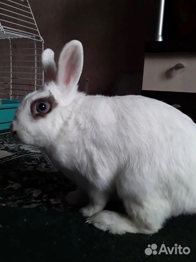 Кролик декоративный