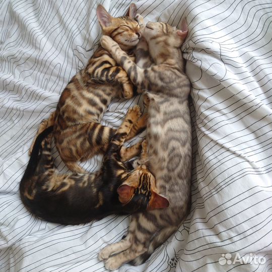 Бенгальские котята