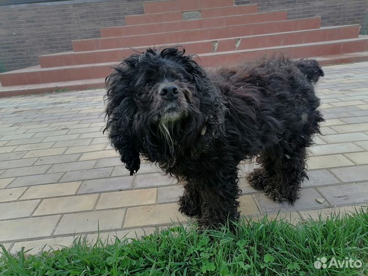 Найдена собака