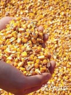 Кукуруза зерно и пшеница