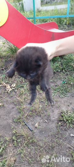 Вислоухие котята в добрые руки Боринское