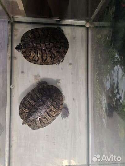 Красноухая черепаха с аквариумом