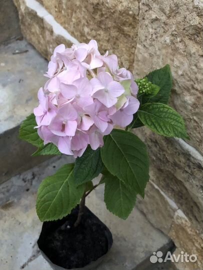 Гортензия крупнолистная Бесконечное лето