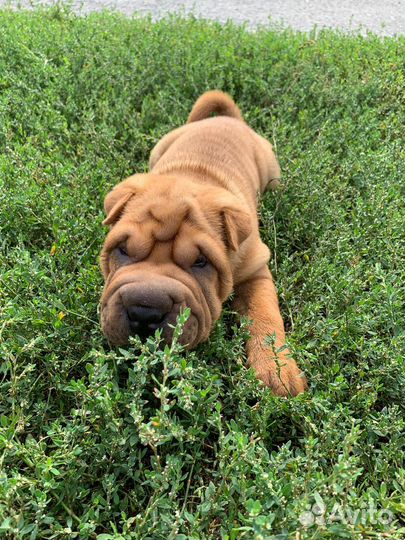 Щенки шарпей