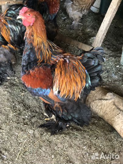 Куры Брама куропатчатая