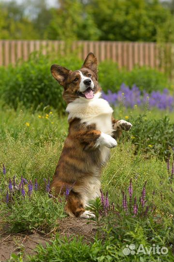 Кобель для вязки вельш-корги кардиган