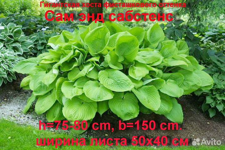 Хоста декоративная