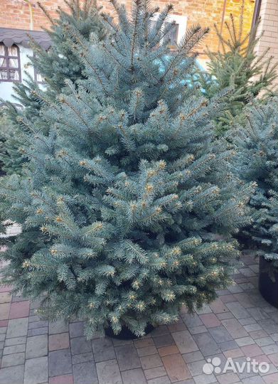 Премиум Ели от 0.8м