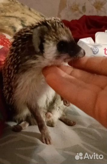 Африканский карликовый еж